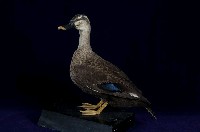 藏品(花嘴鴨)的圖片